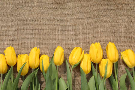 yellow tulips on beige sackcloth background. place for textの写真素材