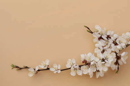 beige background with apricot tree blossom and copy space