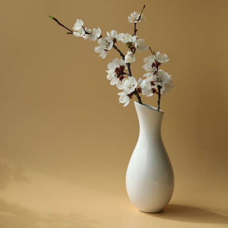 branch of apricot blossom in white vaseの写真素材