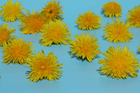 bright yellow dandelions pattern on blue backgroundの写真素材
