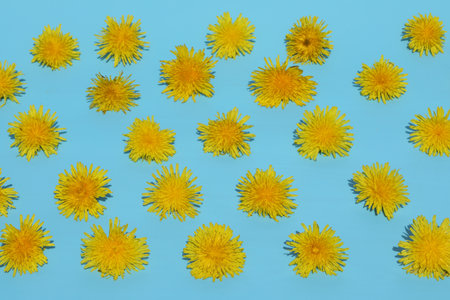 bright yellow dandelions pattern on blue backgroundの写真素材