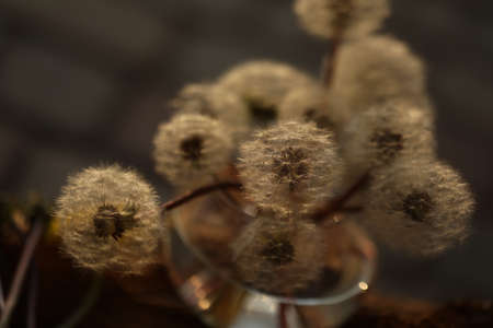 still life with dandelions in vase on wooden background