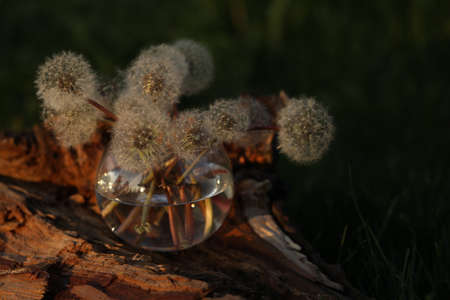 still life with dandelions in vase on wooden background