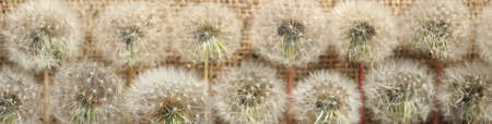 textile background with dandelions and copy spaceの写真素材
