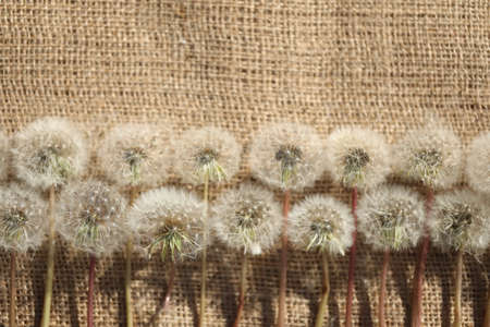 textile background with dandelions and copy space