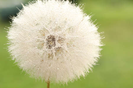 dandelion seed with golden water drops. close upの写真素材