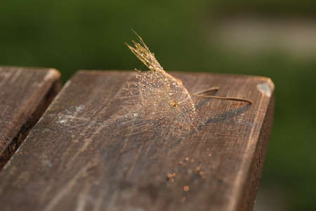 dandelion seed with golden water drops. close upの写真素材