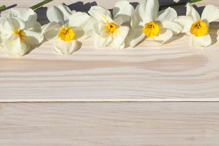 white wooden background with white narcissus flowersの写真素材