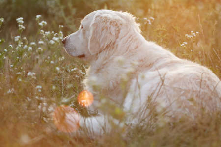 golden retriever in sunlight in the gardenの写真素材