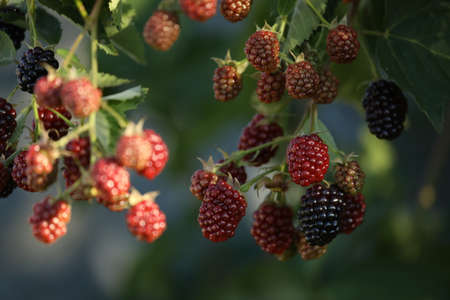 fresh blackberries in the summer forest
