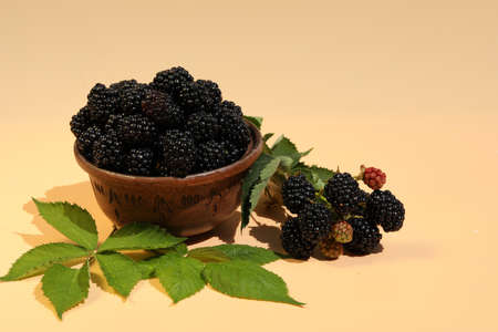 fresh blackberry on pink background with copy spaceの写真素材