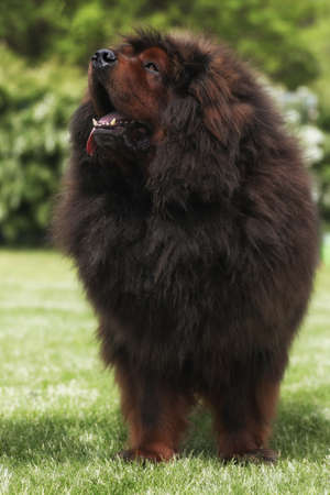Big tibetan mastiff on the grassの写真素材