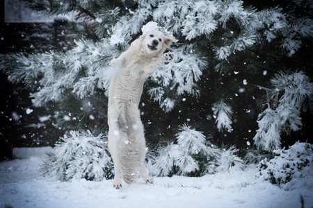 Golden Retriever playing in the snow in the winter forest.の写真素材