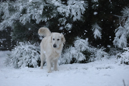 Golden Retriever in the snow in winter forest. pet animals.の写真素材