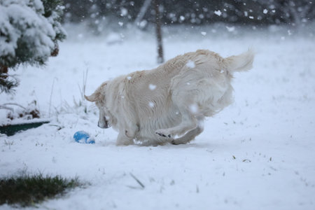 Labrador retriever playing with a ball in the snow in winter