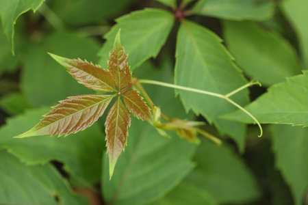 background with pattern of Parthenocissus leavesの写真素材
