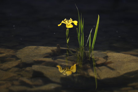 yellow iris flower on the lakeの写真素材
