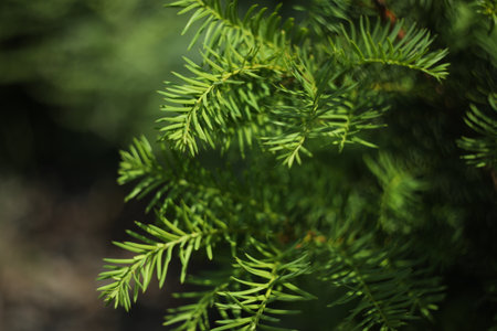 close up branch of Taxus baccata