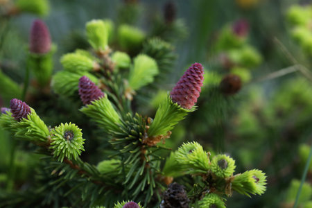 pine cones on a branch in spring gardenの写真素材
