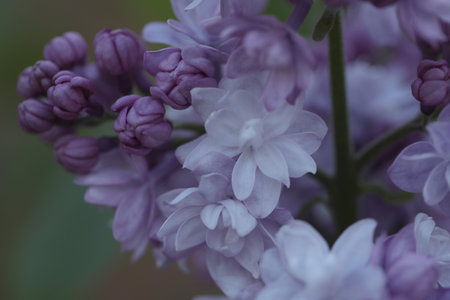 branch of lilac flowers in the spring gardenの写真素材