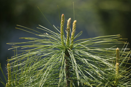young branch of Pinus strobus close up