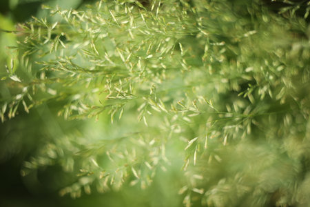 abstract background with green grass patternの写真素材