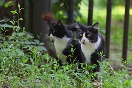two black and white cats in the grass