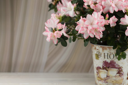 abstract beige background with pink azalea blossom and copy spaceの写真素材