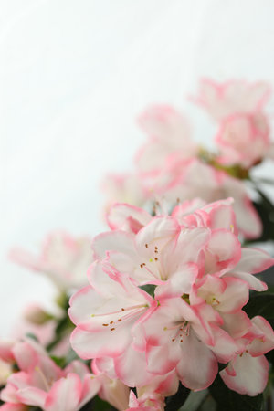 white background with pink azalea blossom and copy spaceの写真素材