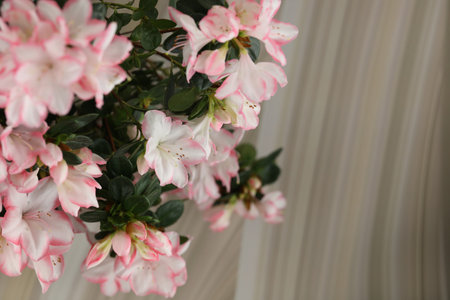 abstract beige background with pink azalea blossom and copy spaceの写真素材