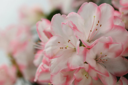 white background with pink azalea blossom and copy spaceの写真素材
