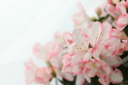 white background with pink azalea blossom and copy spaceの写真素材