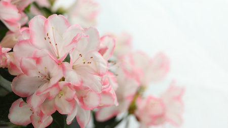 white background with pink azalea blossom and copy spaceの写真素材