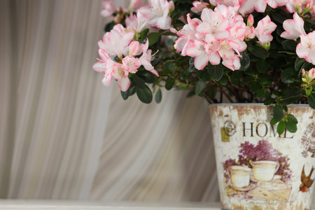 abstract beige background with pink azalea blossom and copy spaceの写真素材