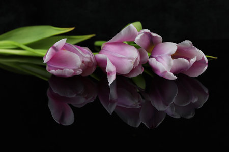 black mirror background with pink tulips and copy spaceの写真素材