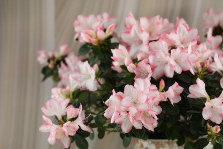 abstract beige background with pink azalea blossom and copy spaceの写真素材