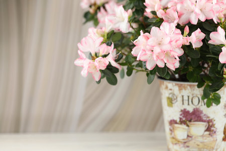abstract beige background with pink azalea blossom and copy spaceの写真素材