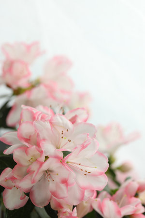 white background with pink azalea blossom and copy spaceの写真素材