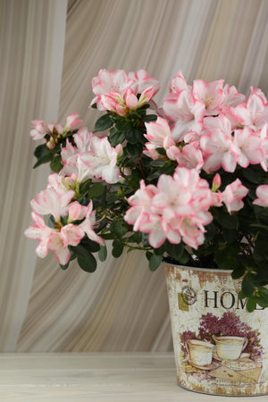 abstract beige background with pink azalea blossom and copy spaceの写真素材