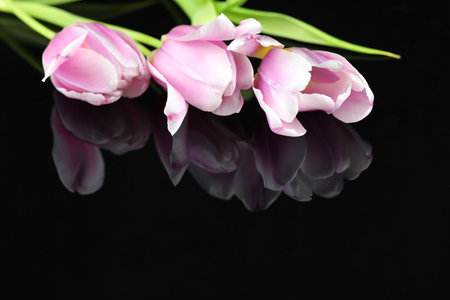 black mirror background with pink tulips and copy spaceの写真素材