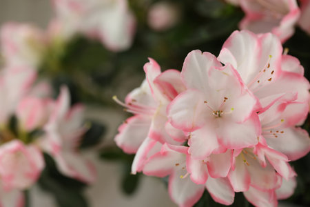 abstract beige background with pink azalea blossom and copy spaceの写真素材