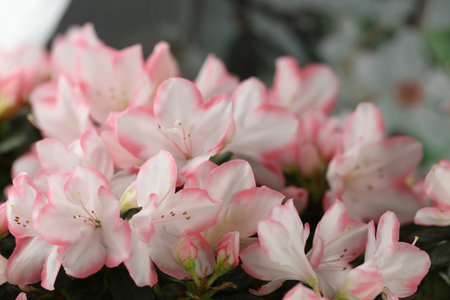 abstract beige background with pink azalea blossom and copy spaceの写真素材