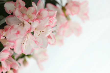 white background with pink azalea blossom and copy spaceの写真素材