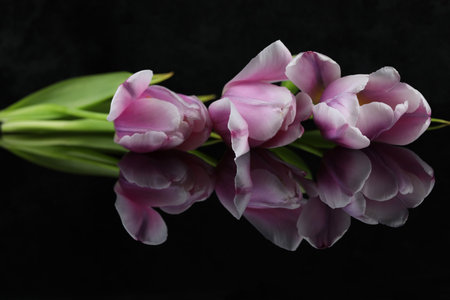 black mirror background with pink tulips and copy spaceの写真素材