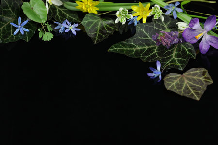 spring colored flowers on the black background with copy spaceの写真素材