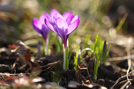 A bunch of purple crocus flowers in the grassの写真素材