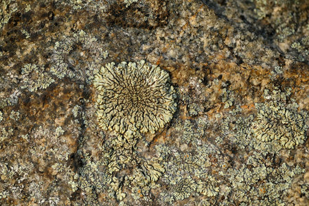 macro photo with lichen abstract pattern on the stone