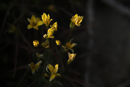 pattern of small spring wild flowers with leaves