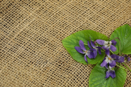 Viola flowers on the sackcloth with copy spaceの写真素材