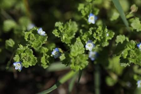 pattern of small spring wild flowers with leavesの写真素材